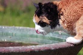 Cats need a healthy amount of water to survive and to maintain their health. Why Is My Cat Drinking So Much Water Cat Drinking A Lot Of Water Fluffy Kitty