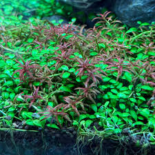 Image result for Rotala mexicana