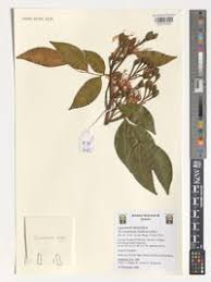 Image result for Tessmannia