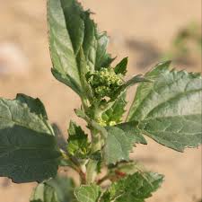 Image result for Chenopodiastrum