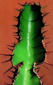 Image result for Euphorbia fortissima