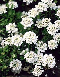 Top 10 Wonderful Flowers That Bloom All Year Long Flowers Perennials Perennial Plants Perrenial Flowers