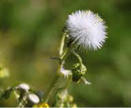 Image result for Senecio sp.no.1