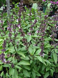 Image result for Ocimum