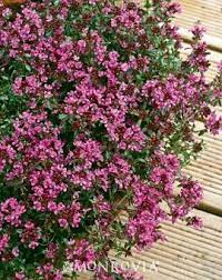 Red Creeping Thyme Red Creeping Thyme Red Plants Creeping Thyme