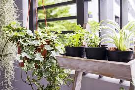 Queste piante che puliscono l'aria danno risultati solo se ne avete diverse, e soprattutto, se le loro foglie. 10 Piante Per Purificare L Aria In Casa Piante Da Interno Piante Per Purificare L Aria