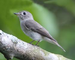 Burung ciblek merupakan salah satu jenis burung perkicau dengan body kecil seperti burung pleci. Sikatan Bubik Wikipedia Bahasa Indonesia Ensiklopedia Bebas