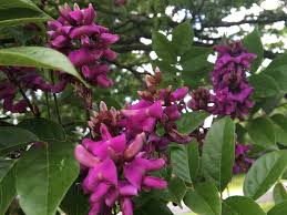 Image result for Lonchocarpus