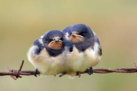 Ehrenamtliche Schwalbenberater gesucht