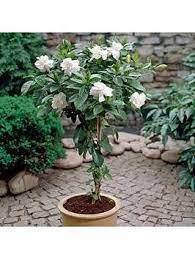 Spiral Stem Scented Gardenia Standard 4l Pot 70cm Tall Container Gardening Plants Patio Plants