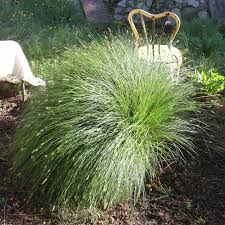 Image result for Carex