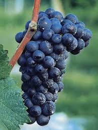 Image result for Noir 1988 ARO