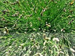 Image result for Isolepis prolifera