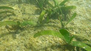 Image result for Thalassia hemprichii