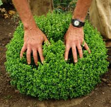 Image result for Ocimum minutiflorum