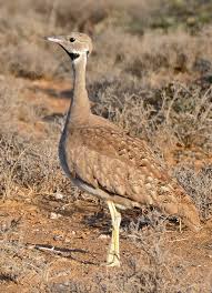 Image result for Plinthus karooicus