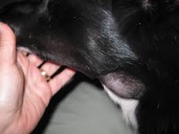 ''what does a spider bite look like on a dog?''. Spider Bites Dog Lilly S Story Lilly Is Famous For Being Bitten