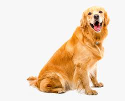 Transparent Dog Teeth Png Golden Retriever Dog White Background Png Download Transparent Png Image Pngitem Some content is for members only, please sign up to see all content. transparent dog teeth png golden