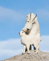 Mountain Goats Motherhood Animals Cute Animals Scary Animals