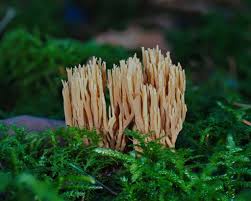 Image result for Ramaria stricta