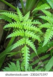 Image result for Pteris preussii