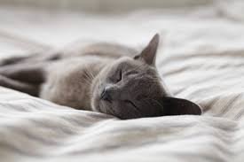 We did not find results for: 5 Sleep Tips That Can Help With Depression Nami National Alliance On Mental Illness