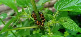 Image result for Pseudechinolaena polystachya