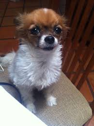 For more information about the papillon visit our purebred site. My Baby Love Buttons The Papillon Chihuahua Mix Chihuahua Welpen Tierheim Chihuahua