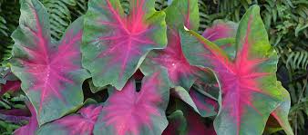 We did not find results for: Florida Boys Caladiums Lake Placid Fl