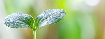 Icse Solutions For Class 10 Biology - Photosynthesis - A Plus Topper