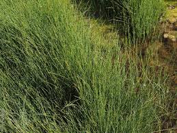 Image result for Cyperus laevigatus