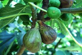 There's a wonderful quality in the south of preserving the dignity of the people you deal with. Ficus Carica Michurinska 10 Fig From Botanical Garden Plovdiv Bulgaria