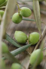 Pin On Fruits