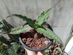 Image result for Ledebouria revoluta