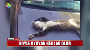 Boyle Uyuyan Kedi Mi Olur Youtube