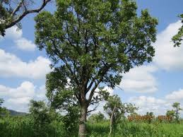 Image result for Kotschya