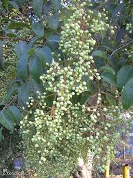 Image result for Ligustrum lucidum