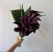 Calla Lily Flower In 2020 Calla Lily Calla Lily Flowers Calla Lily Bouquet