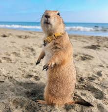 Image result for Cynomys ludovicianus obrázek