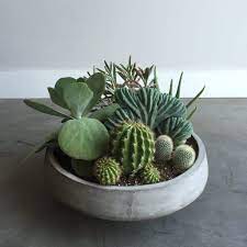 A cactus or succulent develops etiolated growth when the plant doesn't get enough light to properly grow. Great Basin Succulents Cactus House Plants Plants