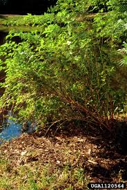 High quality ninebark shrubs grown and packaged by professionally trained plant lovers. Ninebark