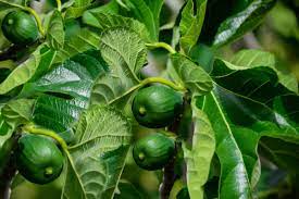 My cheapest trees are manchurian bush apricots, from gurney's and wild plums from if you get fruit trees from places like, raintree and one green world, you shouldn't have any problems growing them. 11 Dwarf Fruit Trees You Can Grow In Small Yards