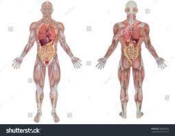 Nervous system, skeleton, front view of muscles, back view of muscles. 3d Rendering Front And Back View Of An Royalty Free Stock Photo 498354262 Avopix Com