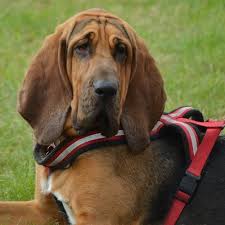 Der blindenhund | die blindenhunde. Blindenhunde