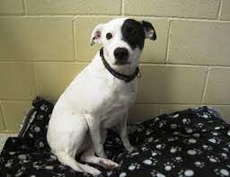 Hero Is A White And Black Male Border Collie And Jack Russell Terrier Mix He Was Born On Thursday March 25 2010 And I Love Dogs Dog Adoption Beautiful Dogs