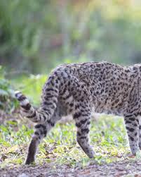 We did not find results for: Conozcamos Al Gato Montes Foto Argentina Salvaje Facebook
