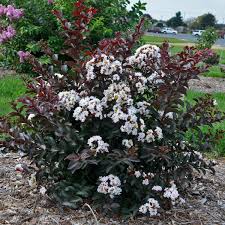 Bark and leaves are purgative; Lagerstroemia Like A Latte Pp28778 Walters Gardens Inc