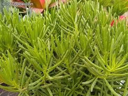 Image result for Senecio barbertonicus
