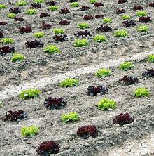 Im fachhandel sind zudem spezielle samenmischungen verschiedener. Schnittsalat Wikipedia