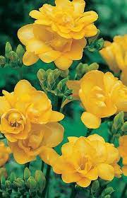 Double Yellow Freesia Pretty Flowers Amazing Flowers Love Flowers